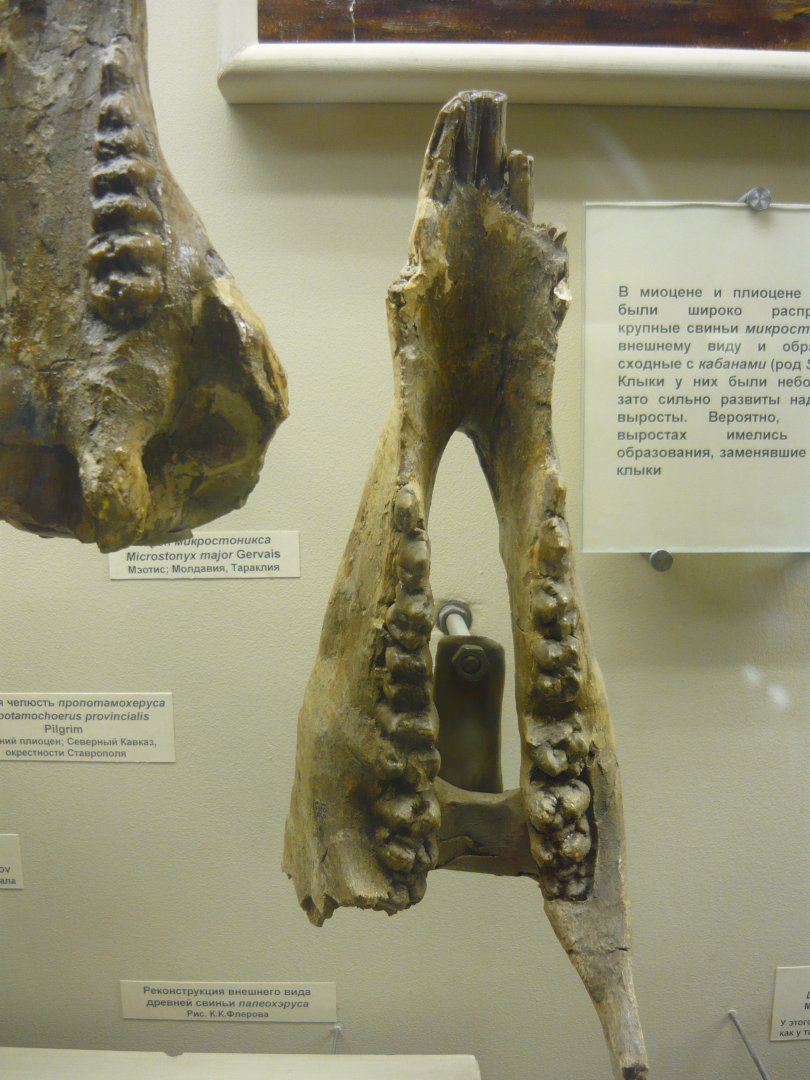 Potamochoerus provincialis mandible