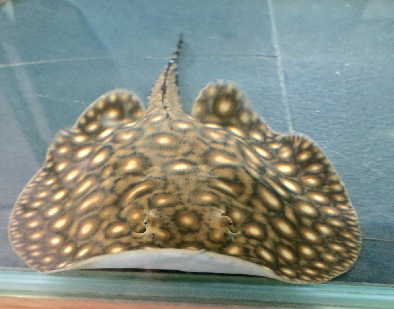 Potamotrygon boesmani