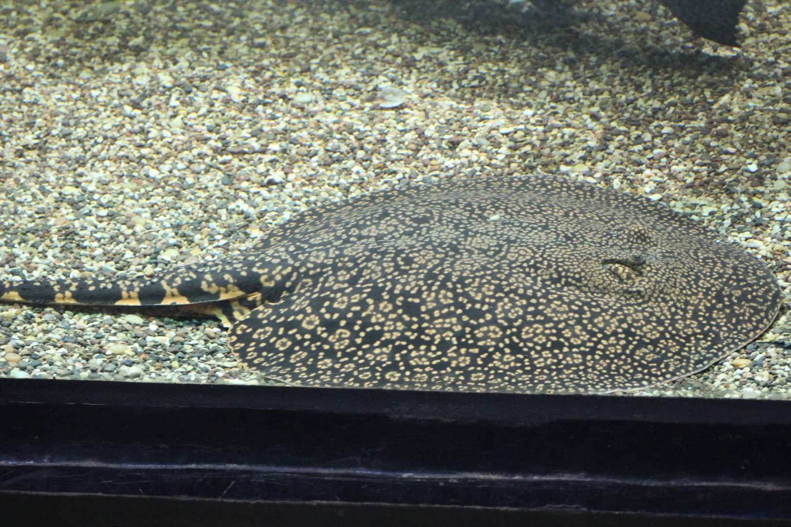 Potamotrygon falkneri??