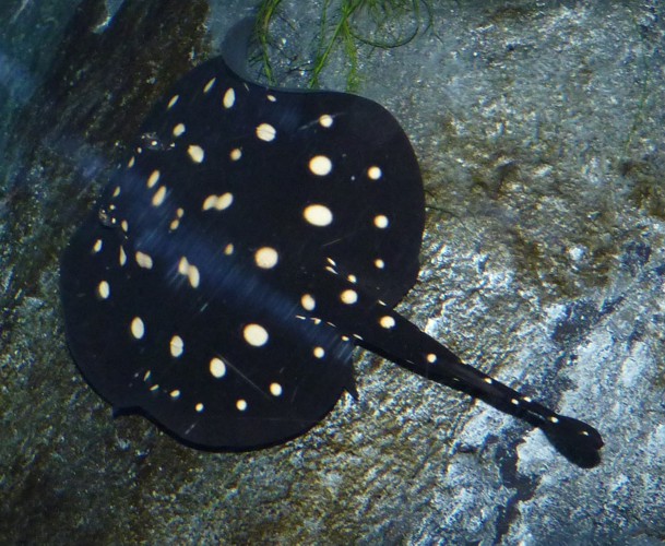 Potamotrygon leopoldi