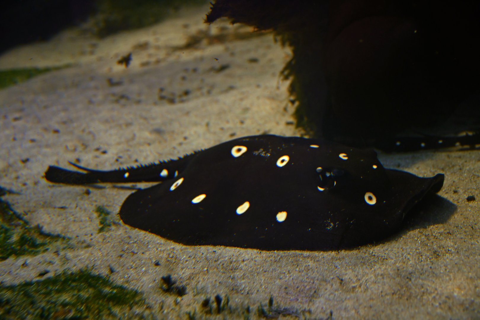 Potamotrygon leopoldi