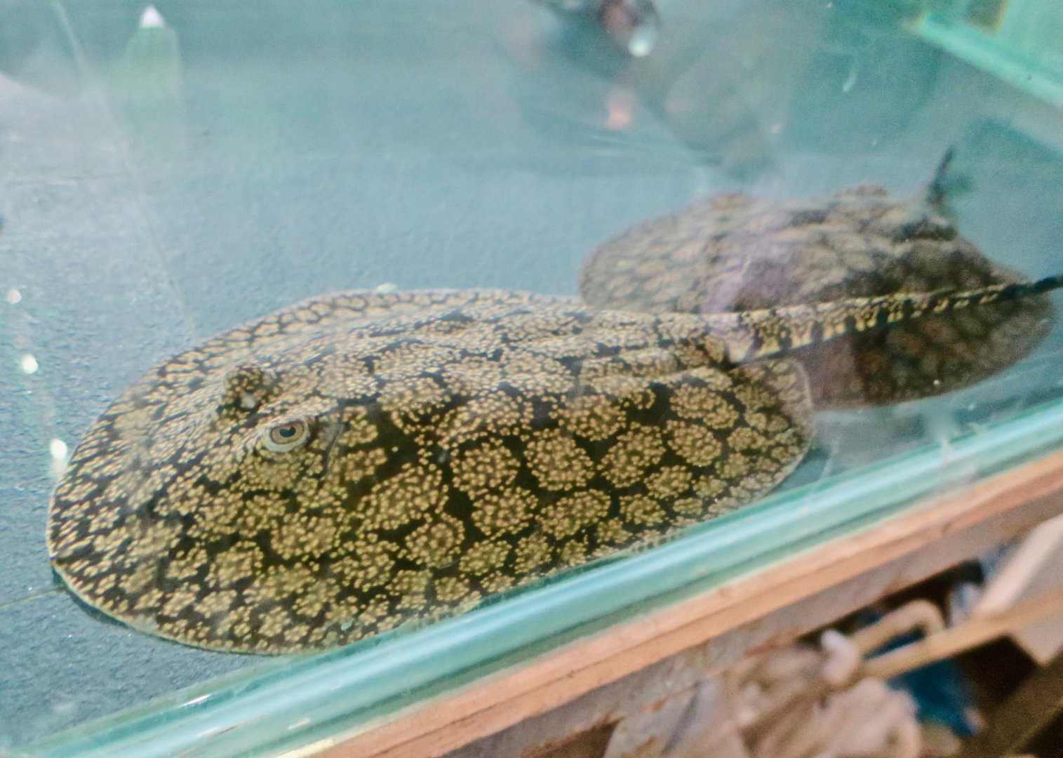 Potamotrygon marinae