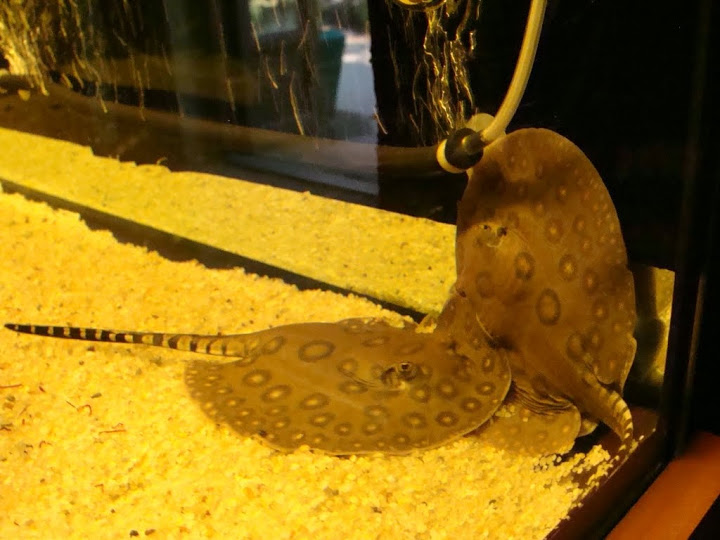 Potamotrygon motoro - natural-born 06.08.2013