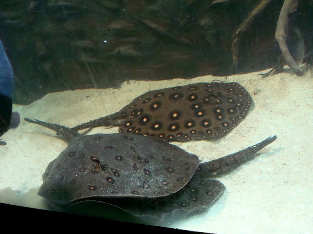 Potamotrygon motoro