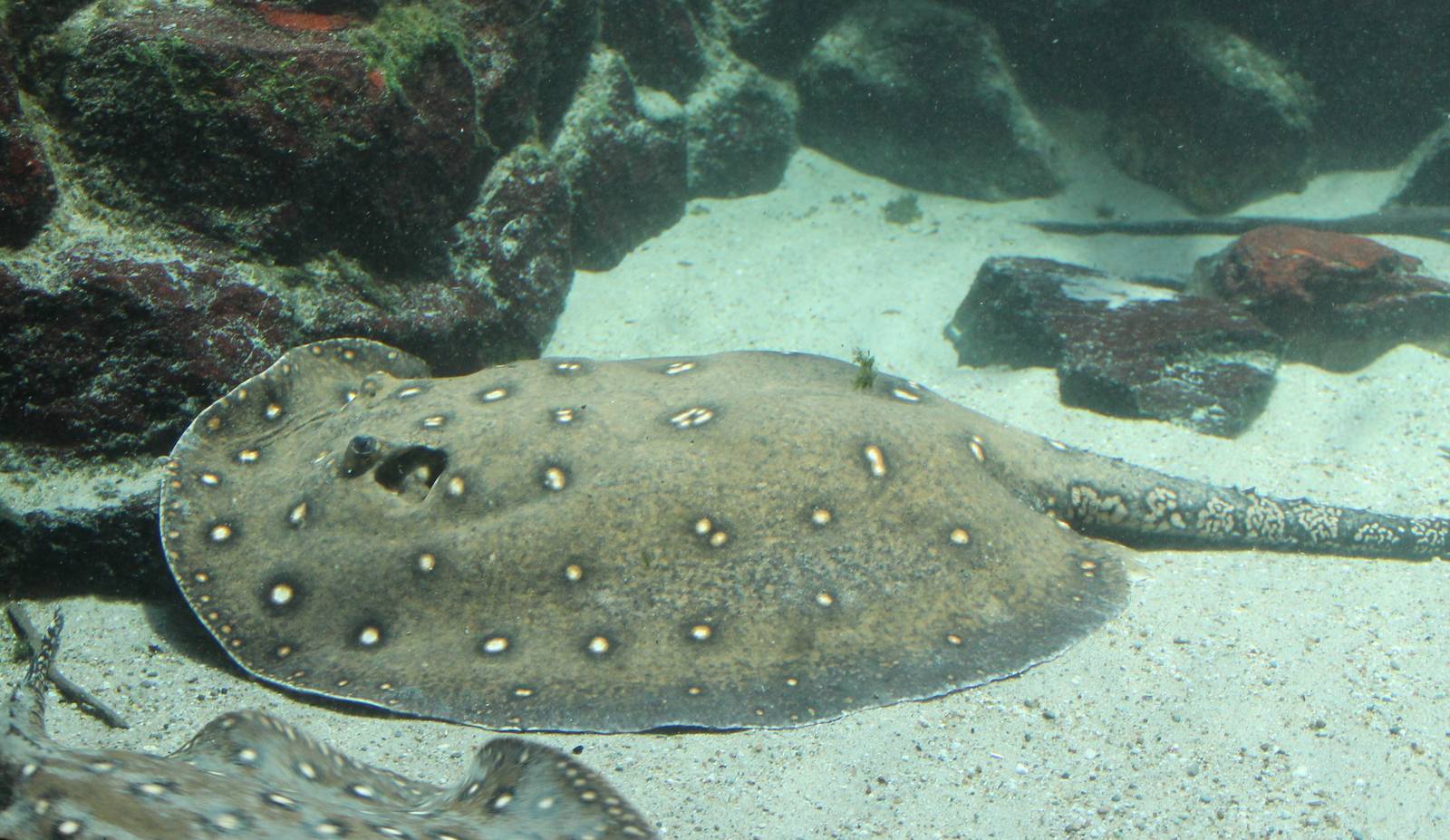 Potamotrygon motoro