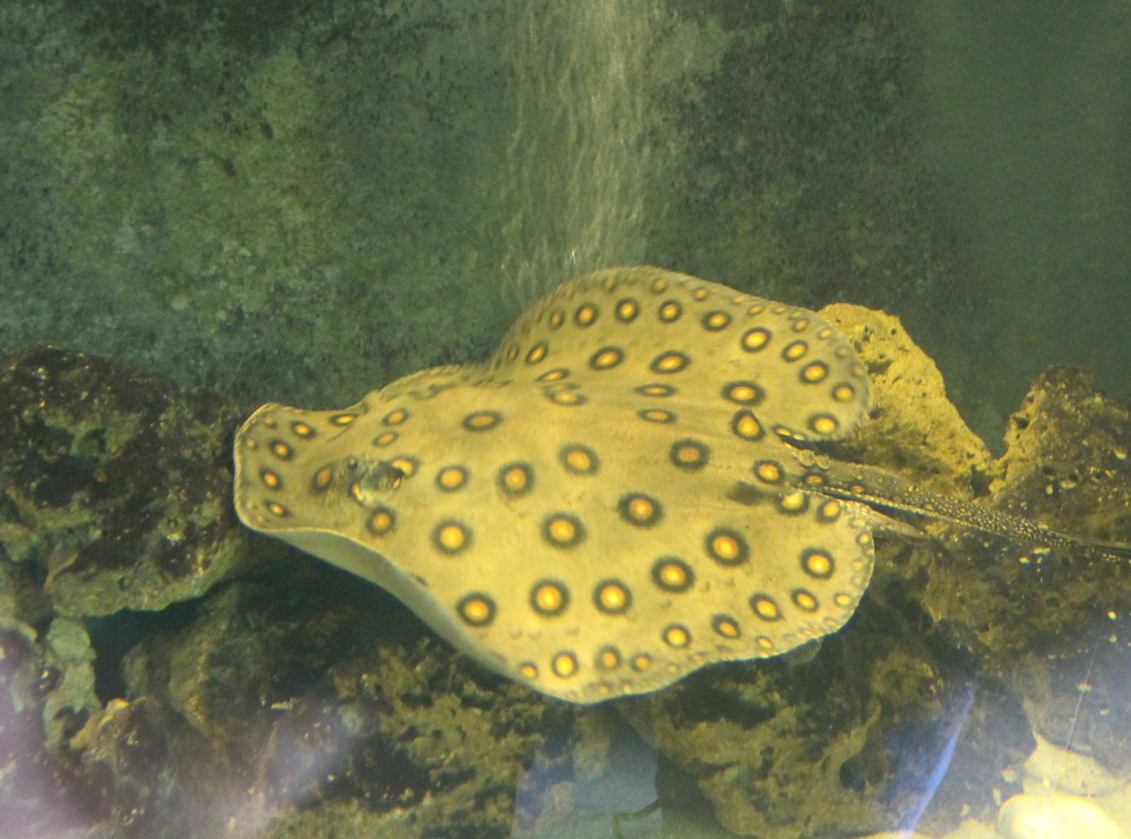 Potamotrygon motoro