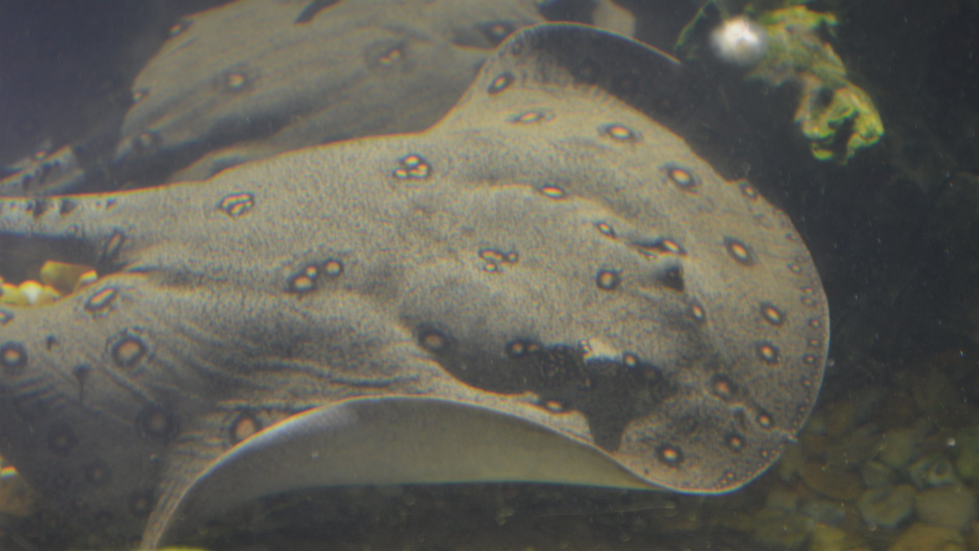 Potamotrygon motoro
