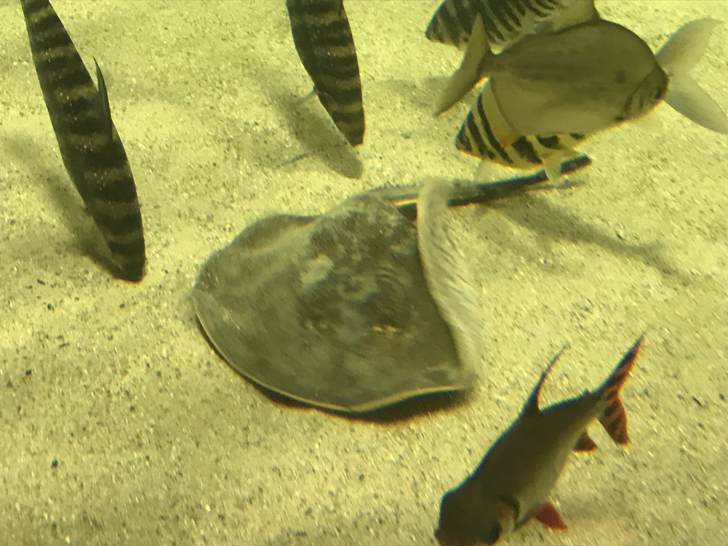 Potamotrygon reticulatus 280118