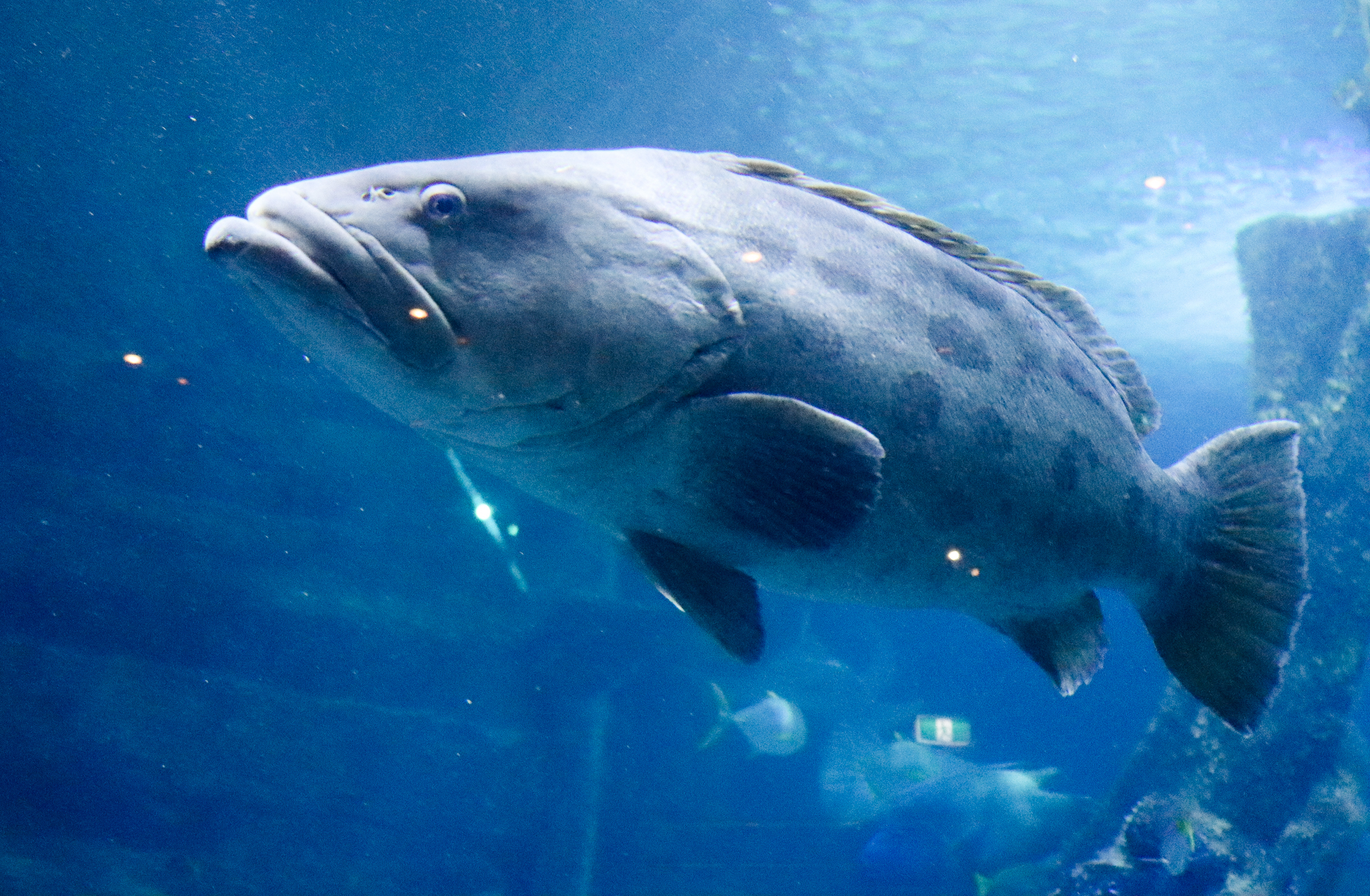 Potato Cod (Epinephelus tukula) - December 2018