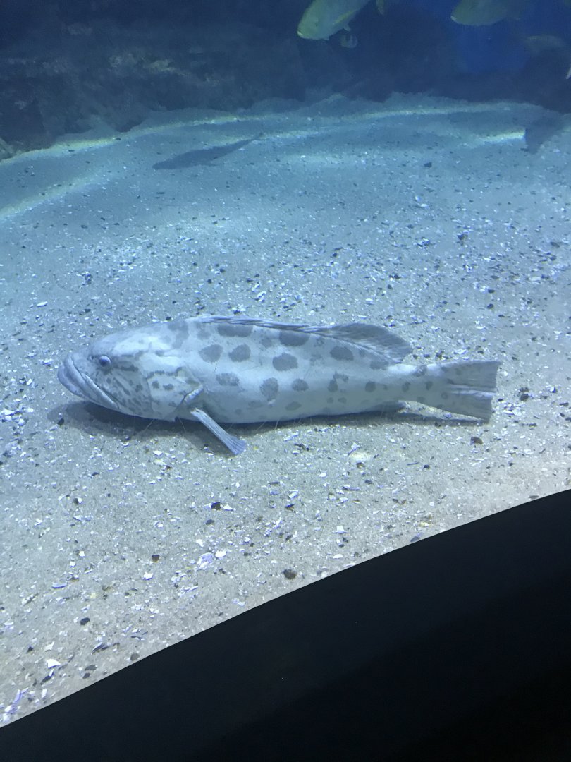 Potato Cod