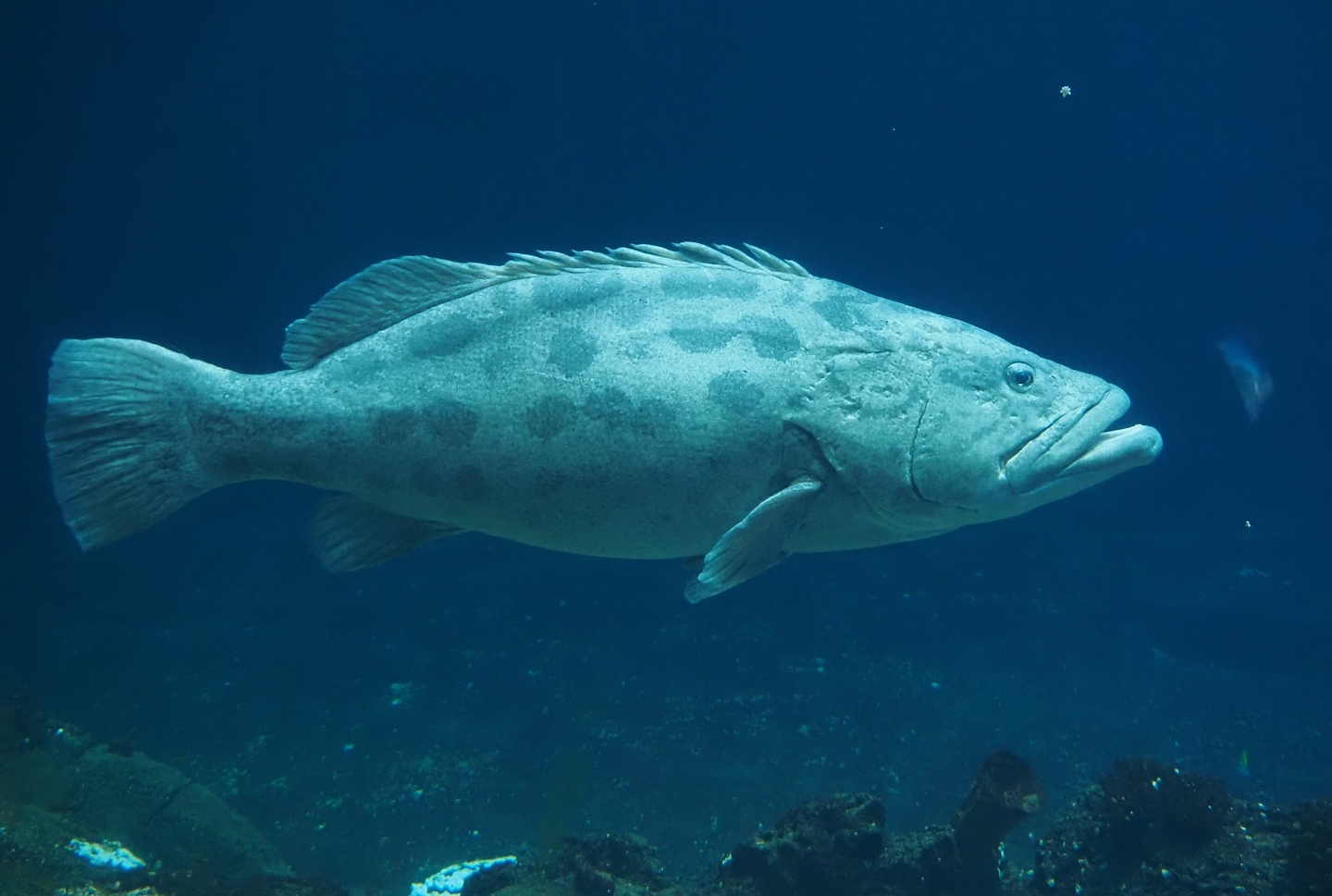 Potato grouper (Epinephelus tukula), 2025-05-17