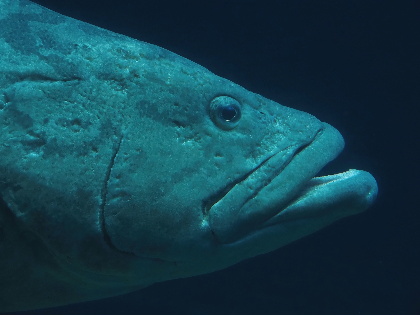 Potato grouper (Epinephelus tukula), 2025-05-17