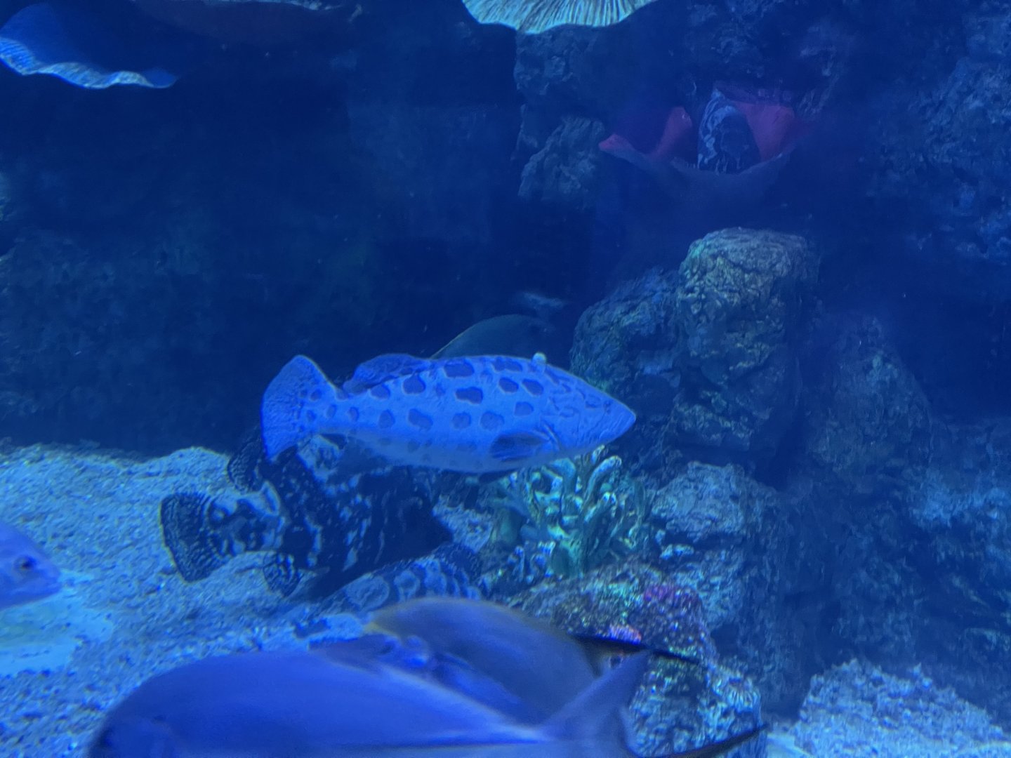 potato grouper (epinephelus tukula) - BX Sea