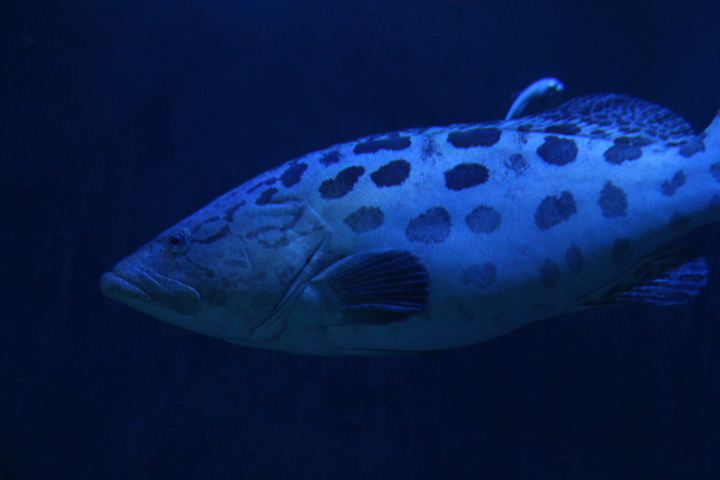 Potato grouper (Epinephelus tukula) - BXSea