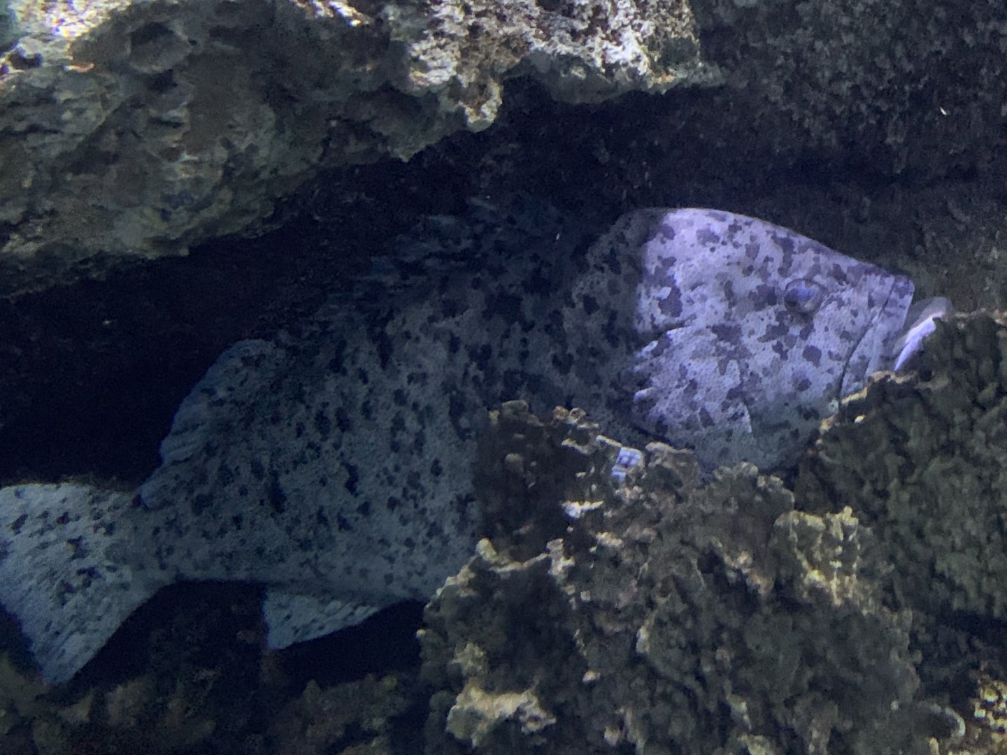 Potato Grouper (Epinephelus tukula)