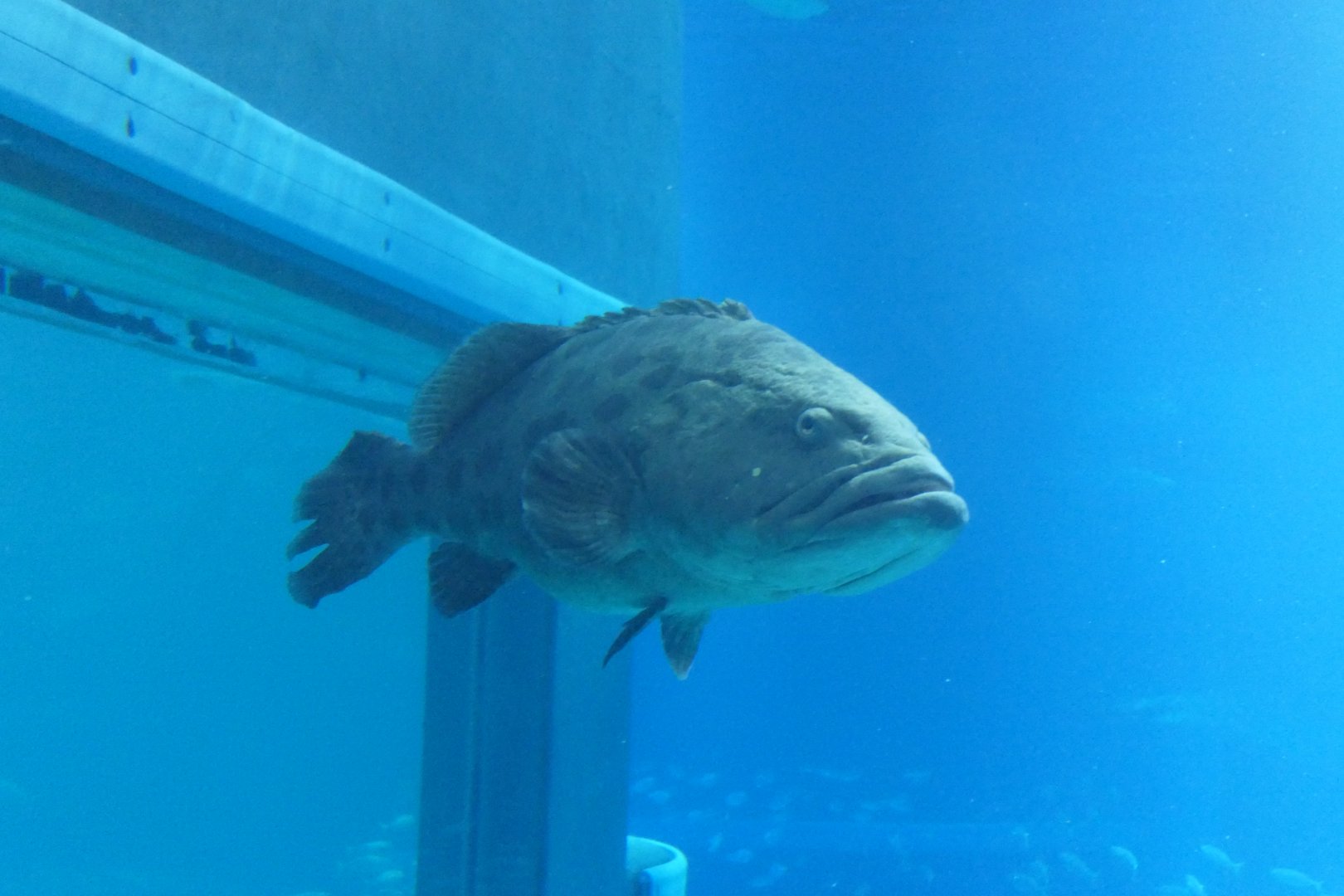 Potato Grouper (Epinephelus tukula)