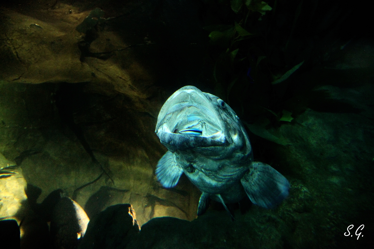 Potato grouper with cleaner wrasse inside its mouth