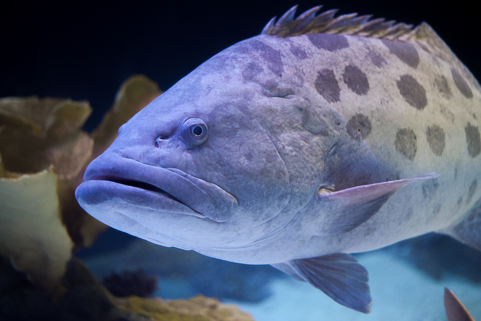 Potato Grouper