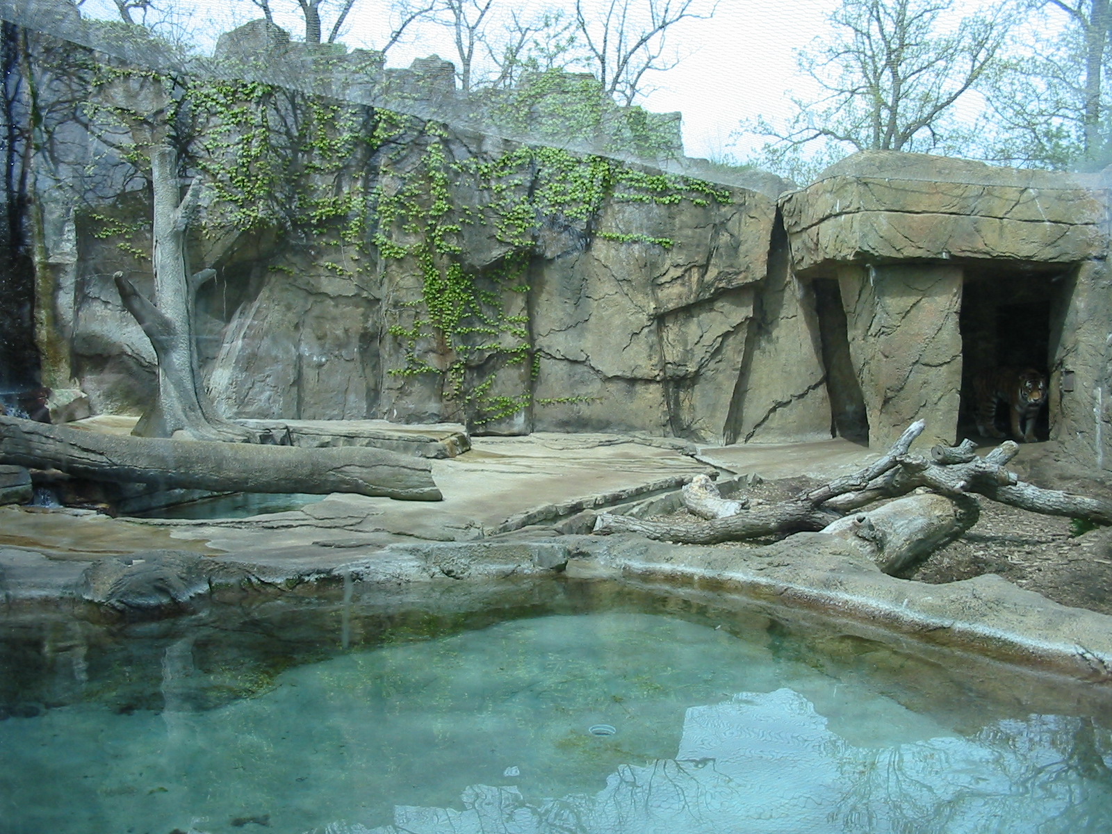 Potawatomi Zoo 2003 - Siberian Tiger exhibit