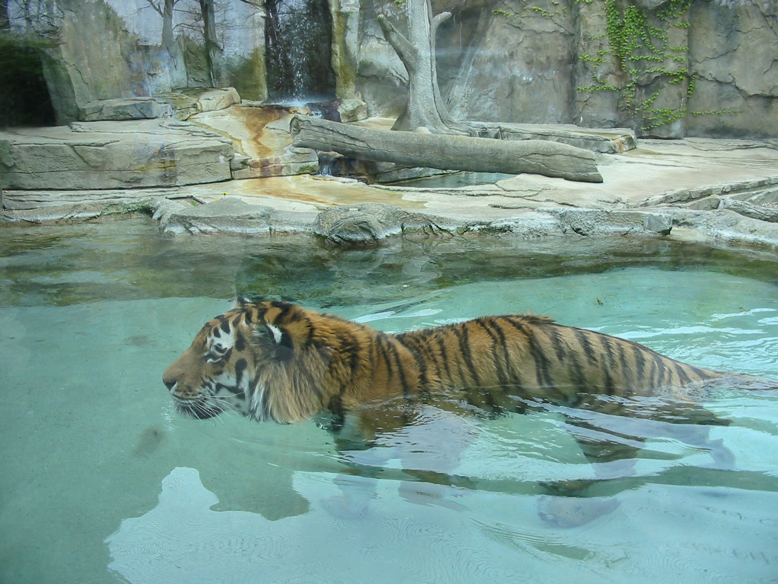 Potawatomi Zoo 2003 - Siberian Tiger