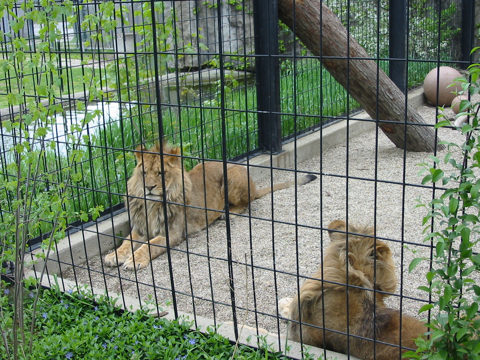 Potawatomi Zoo 2003 - Young African Lions