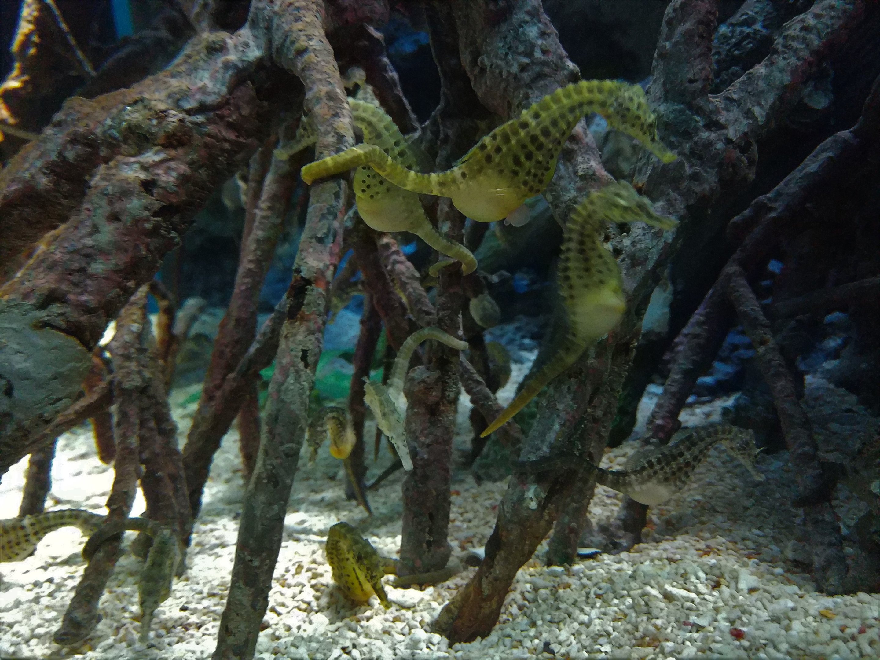 Potbellied Seahorse