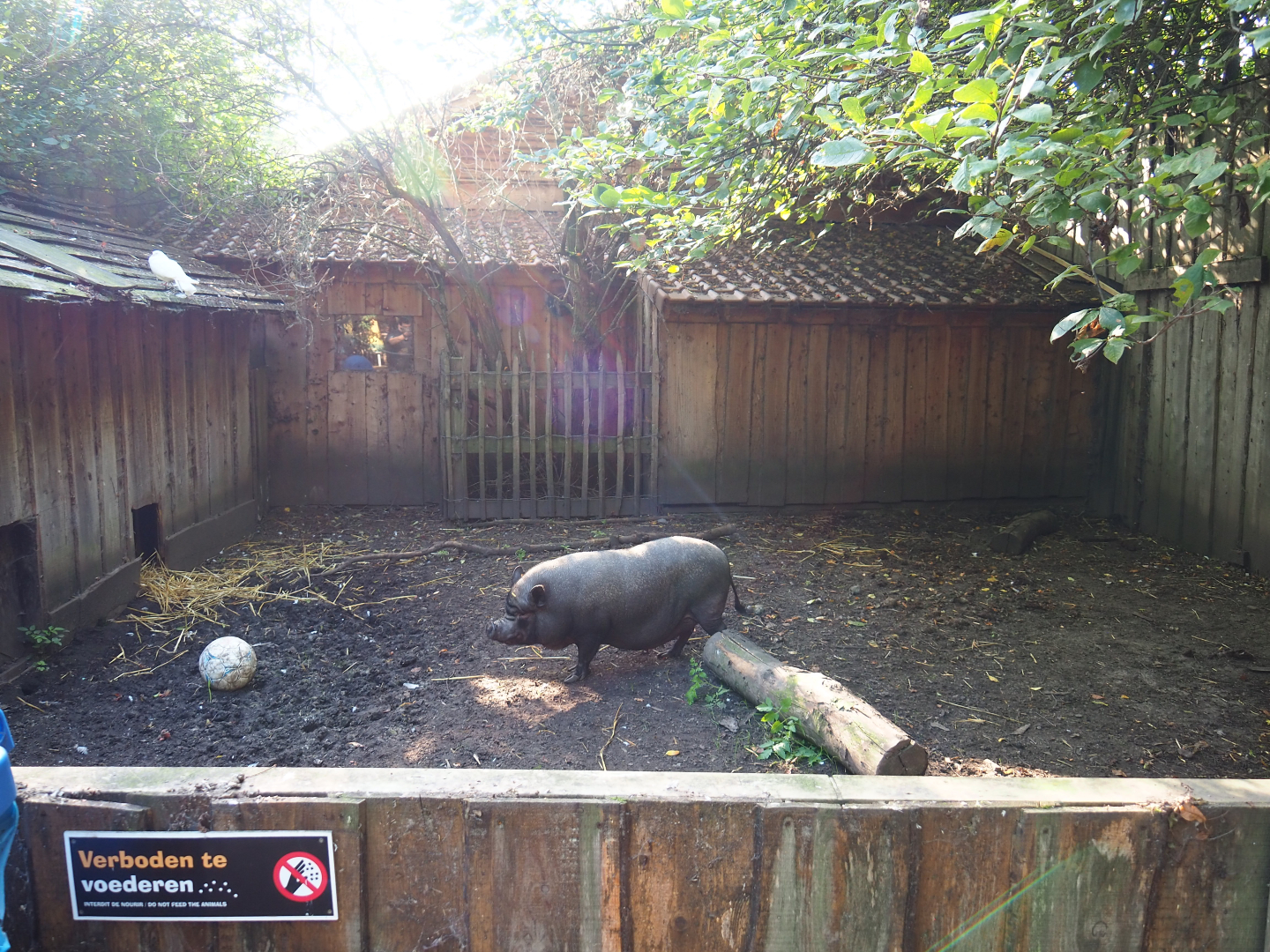Potbelly pig pen, 2020-09-12
