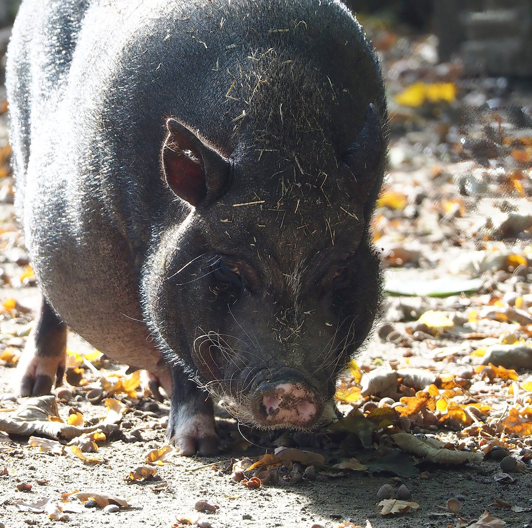 Potbelly pig (Sus domesticus), 2022-10-19