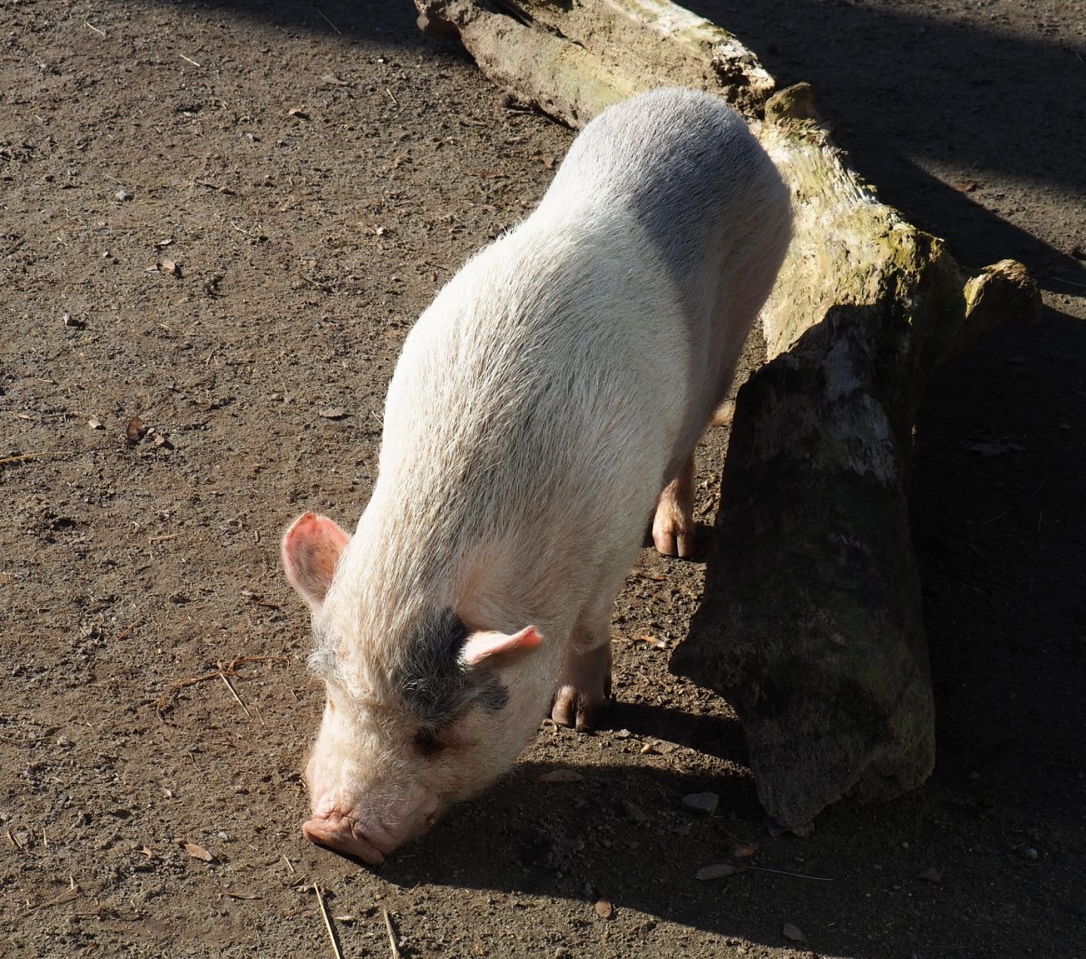 Potbelly pig (Sus scrofa domestica), Feb 16th, 2019
