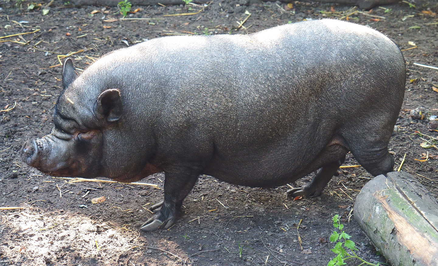 Potbelly pig (Sus scrofa domesticus), 2020-09-12