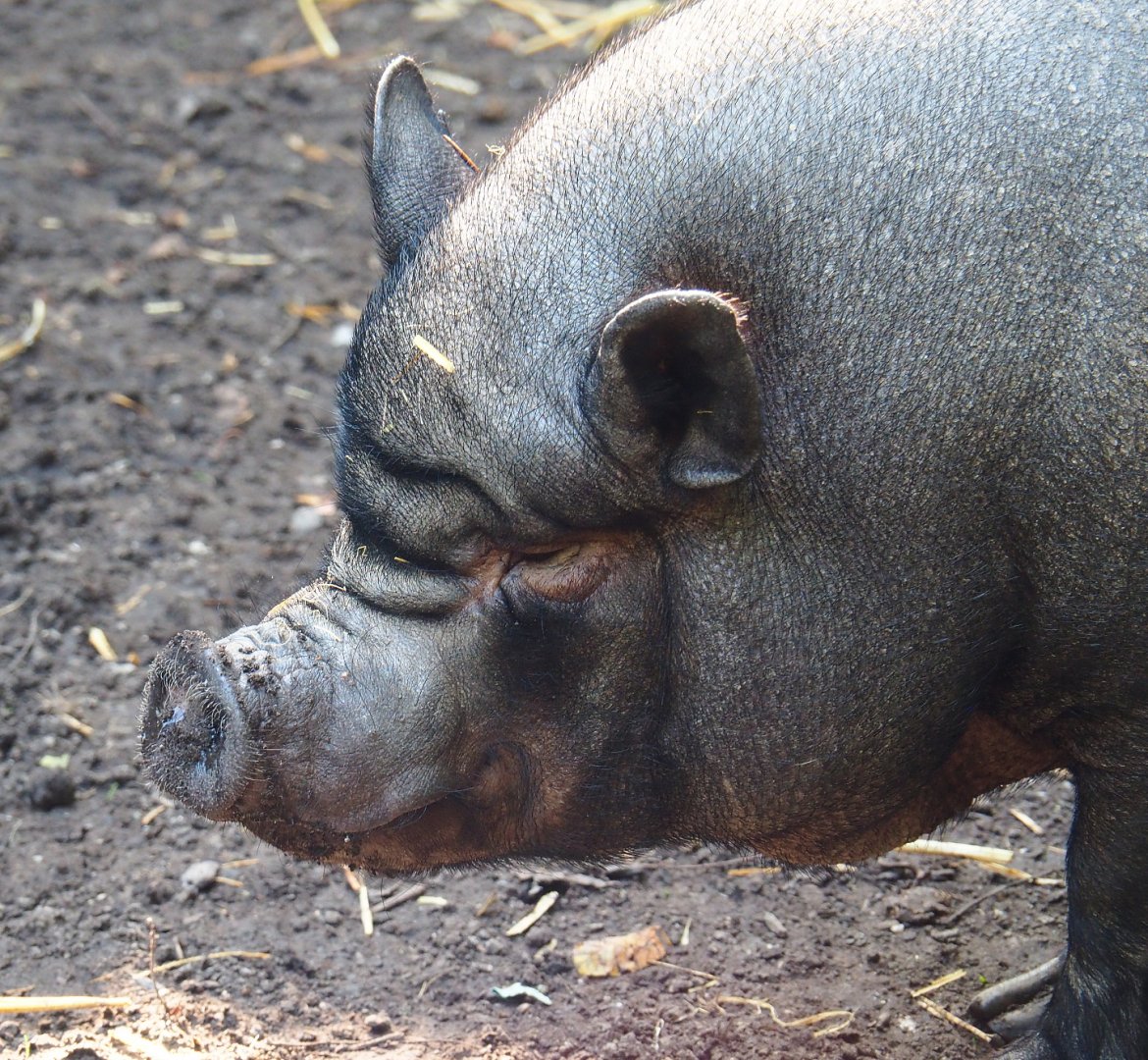 Potbelly pig (Sus scrofa domesticus), 2020-09-12