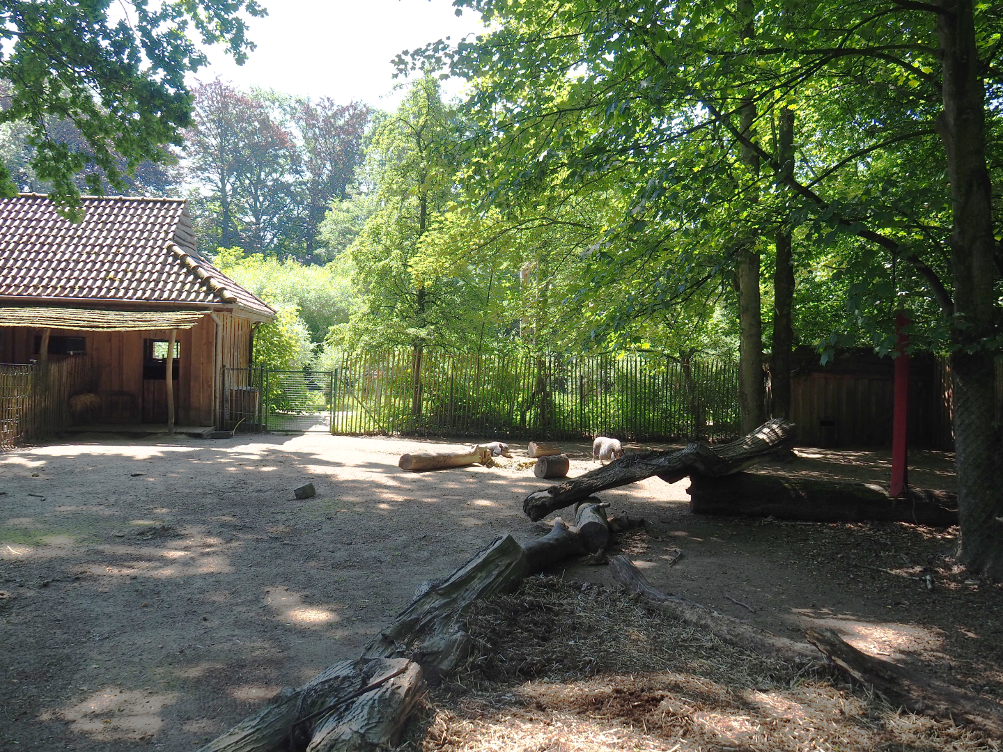 Potbelly pig yard, 2022-06-15