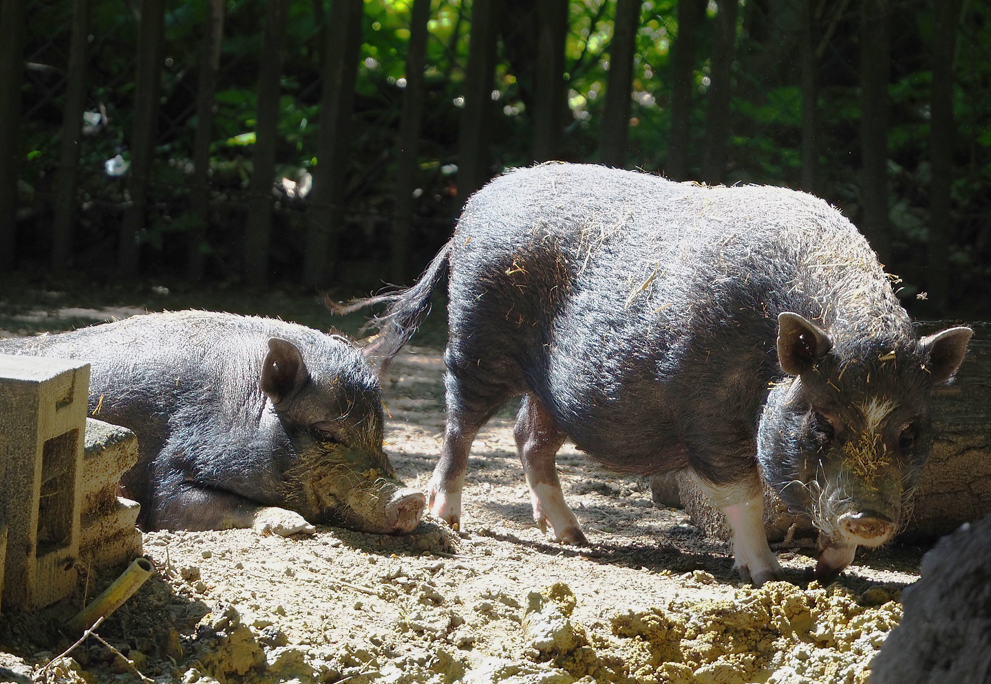 Potbelly pigs (Sus domesticus), 2022-06-15