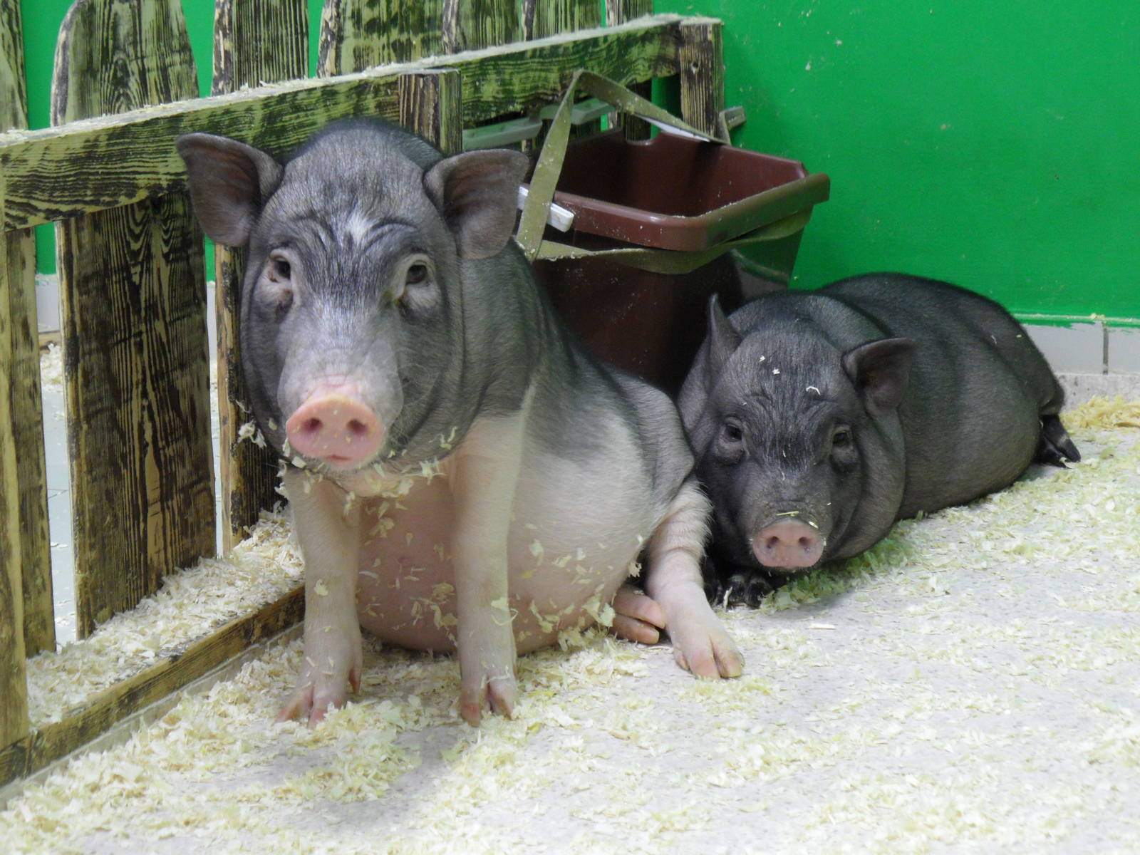 Potbelly pigs