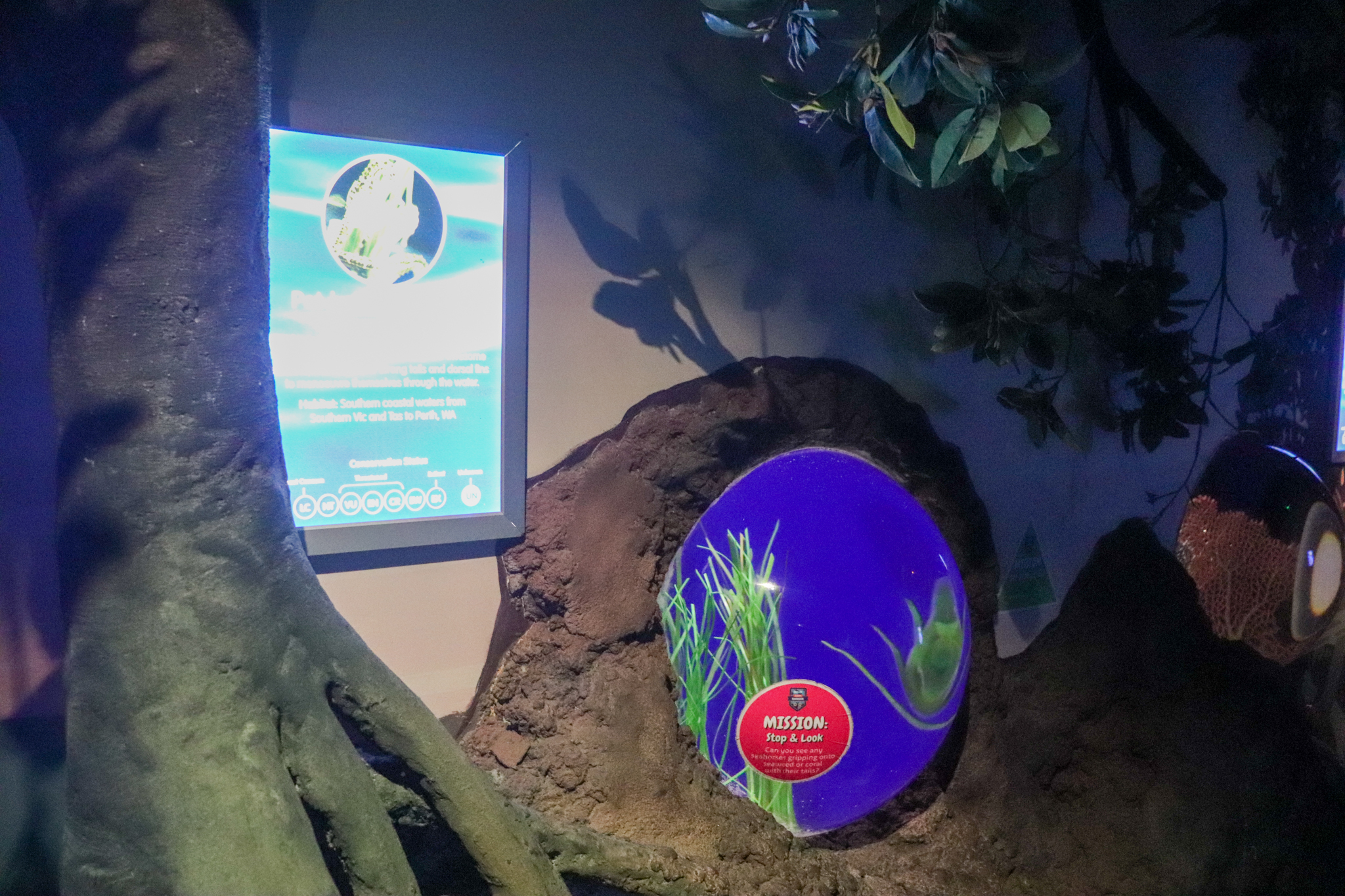 Potbelly Seahorse Tank - Seahorse Sanctuary