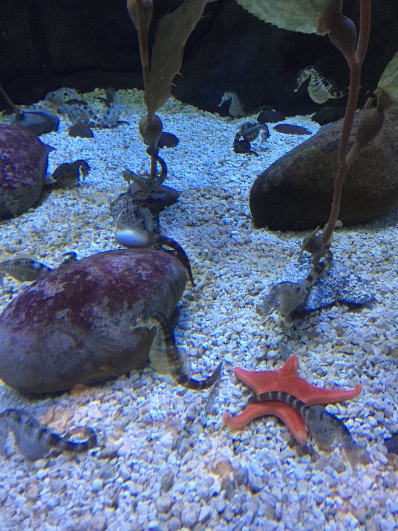 Potbelly Seahorse with Bat Star