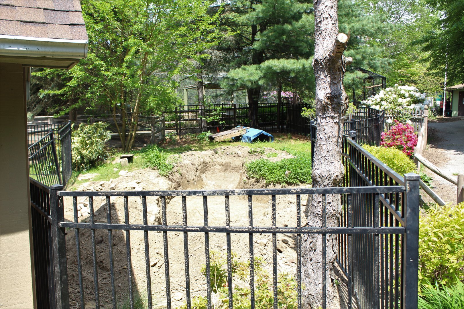 Potential Future Alligator Enclosure