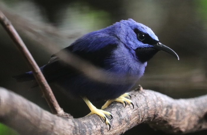 Potential shining honeycreeper (Cyanerpes lucidus)