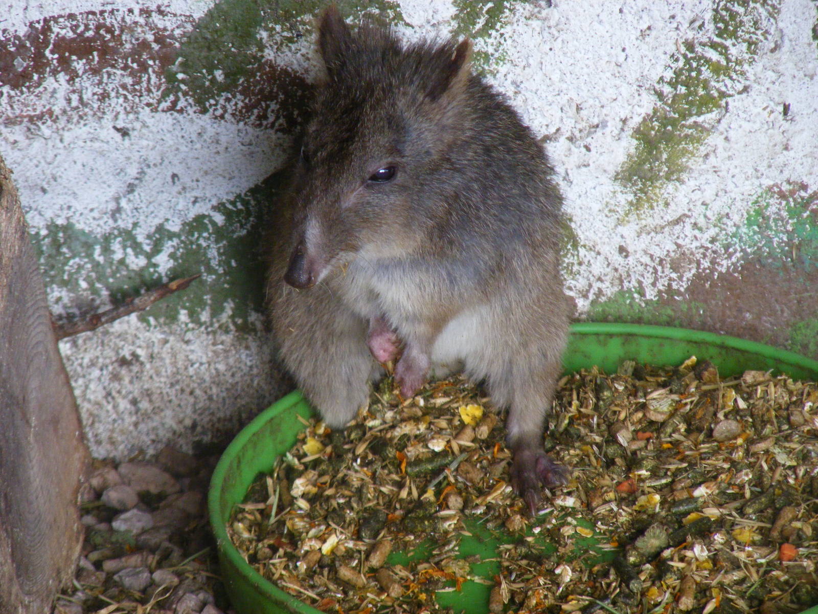 Potoroo at Auchingarrich Wildlife Centre, 20 May 2010