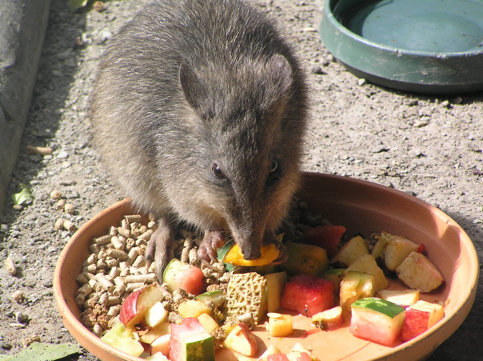 Potoroo - Cairns tropical zoo 05