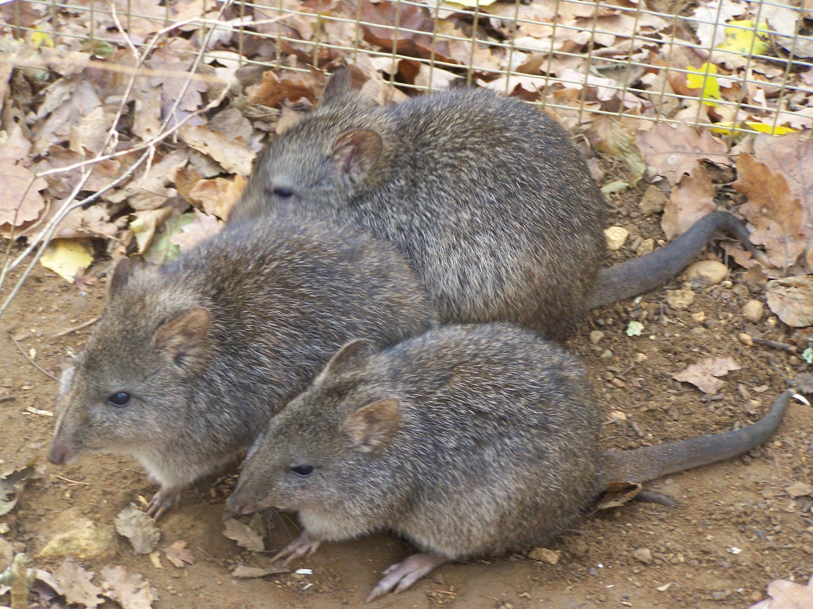 Potoroo family