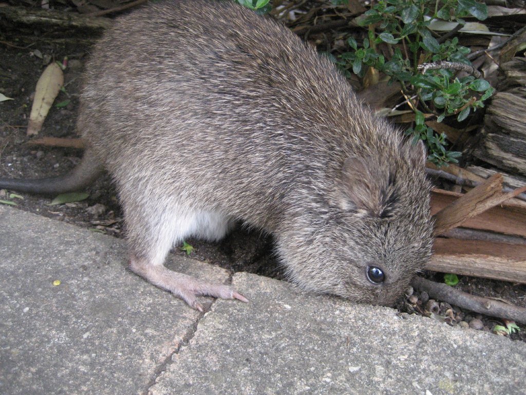 Potoroo - free-ranging