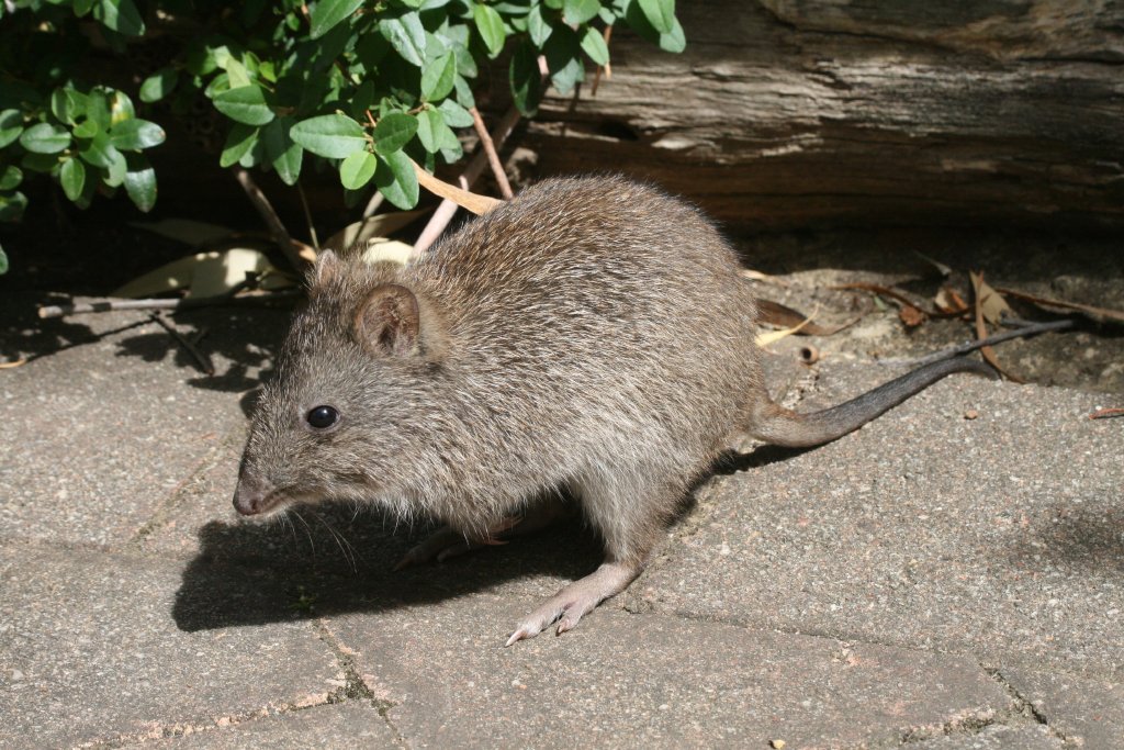 Potoroo - free-ranging