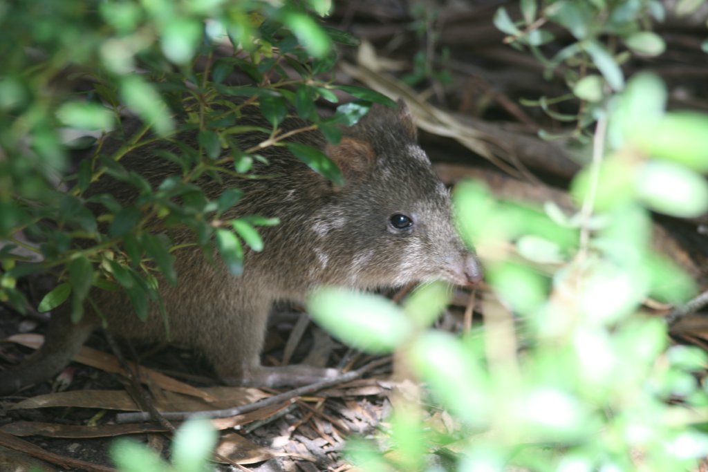Potoroo - free-ranging