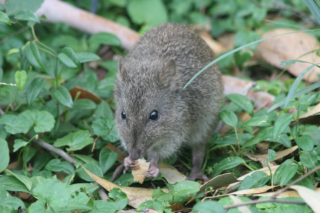Potoroo - free-ranging