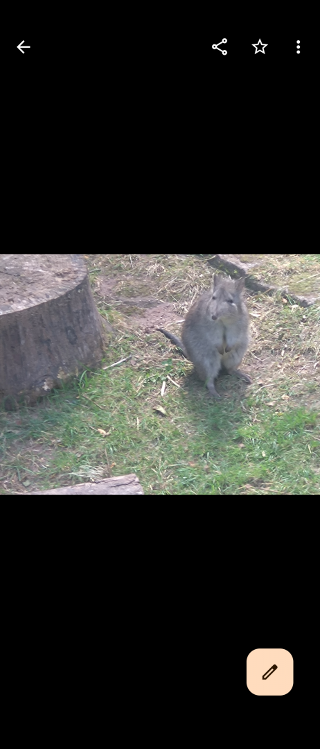 Potoroo in Echidna enclosure