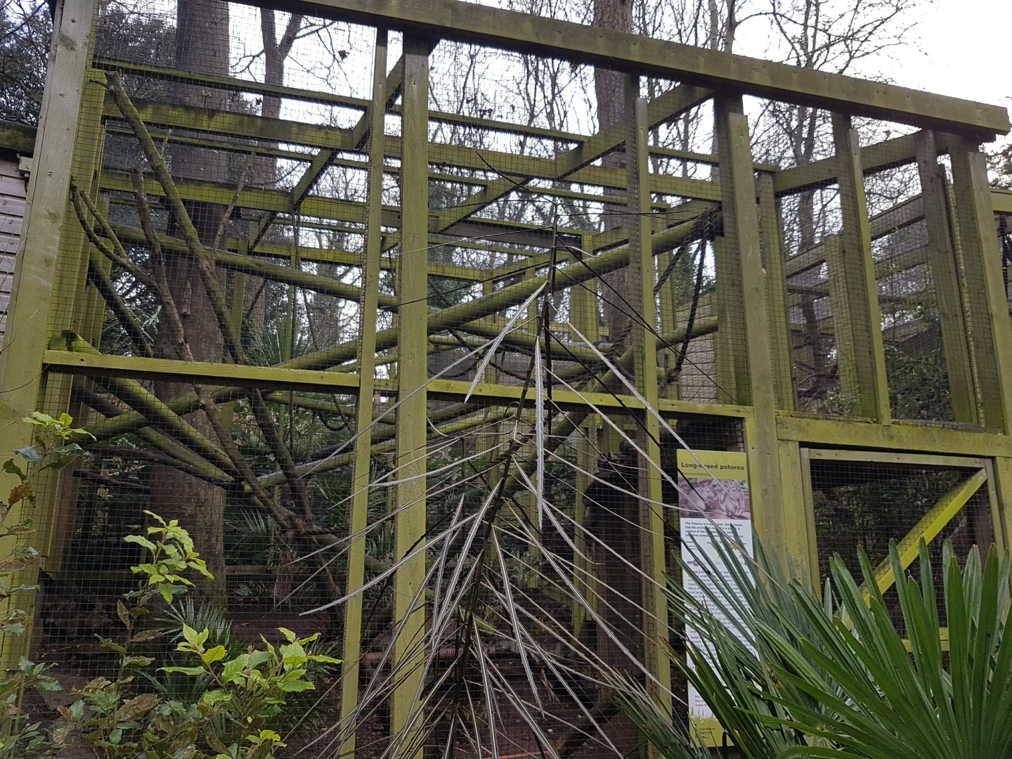 Potoroo, White-faced Saki Monkey and Golden Headed Lion Tamarin enclosure - Shaldon Wildlife Trust, January, 2016.