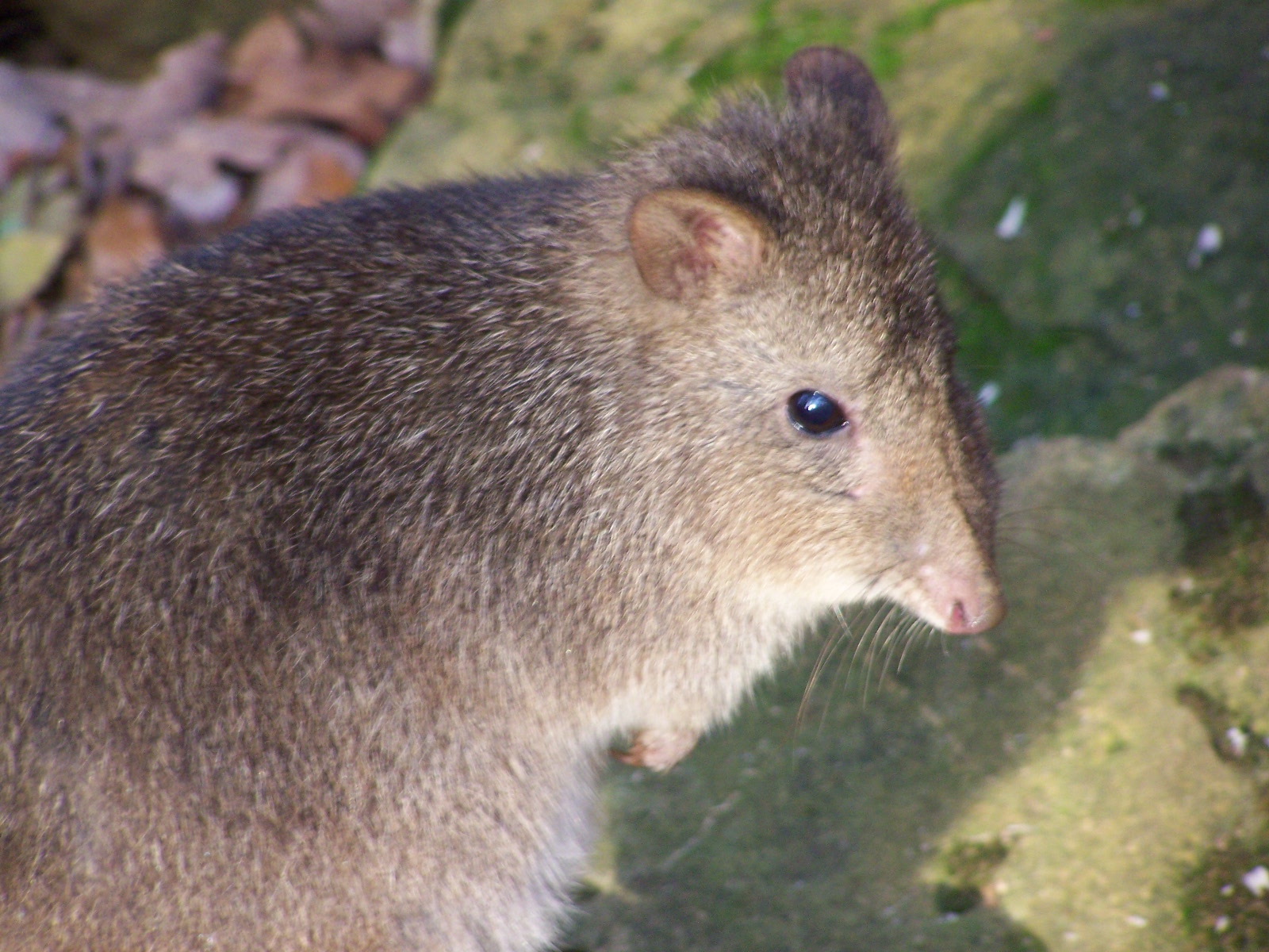 potoroo