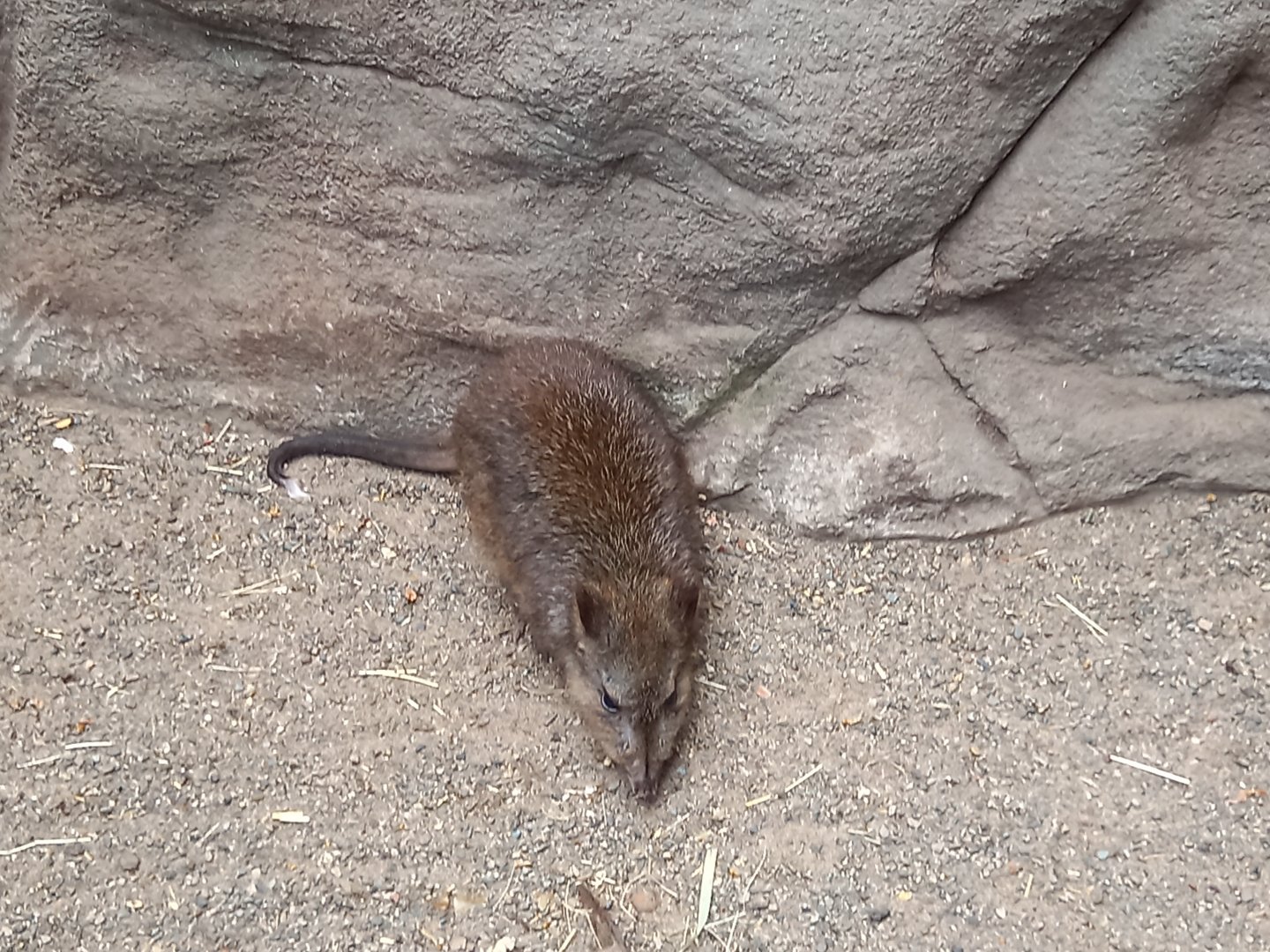 Potoroo