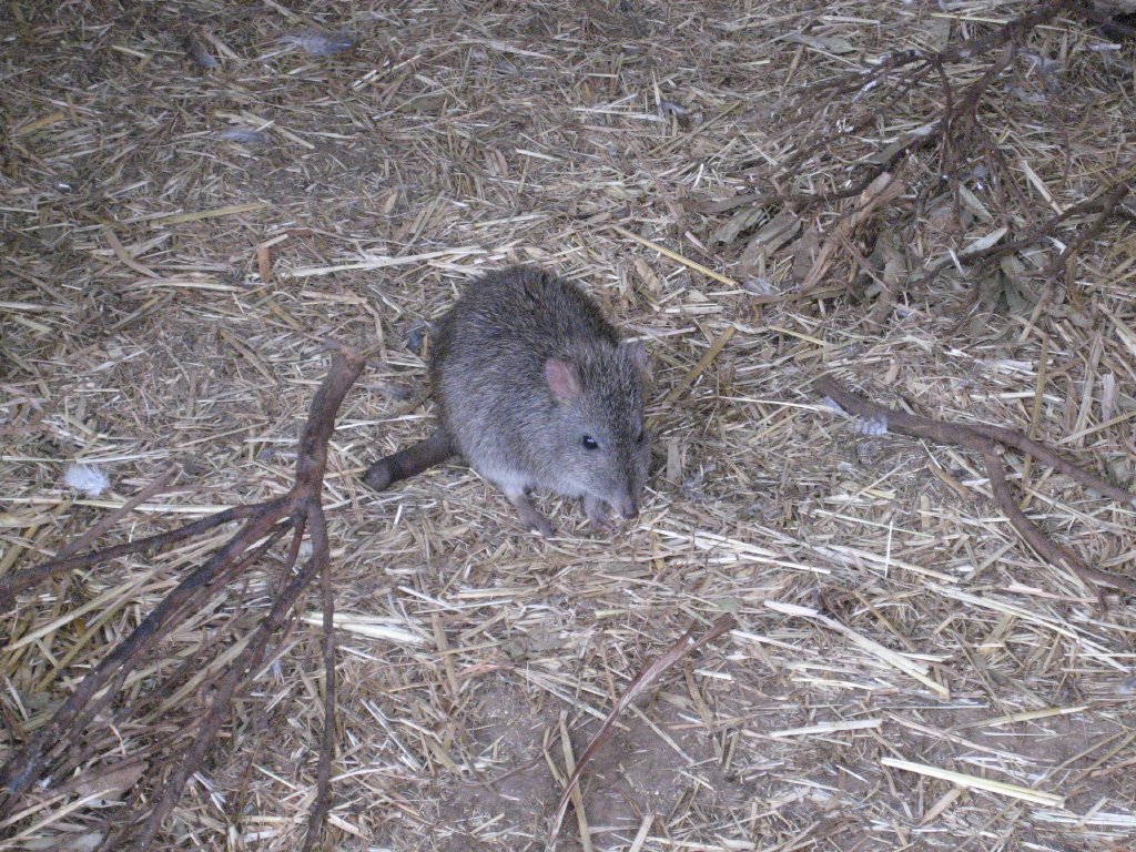 Potoroo